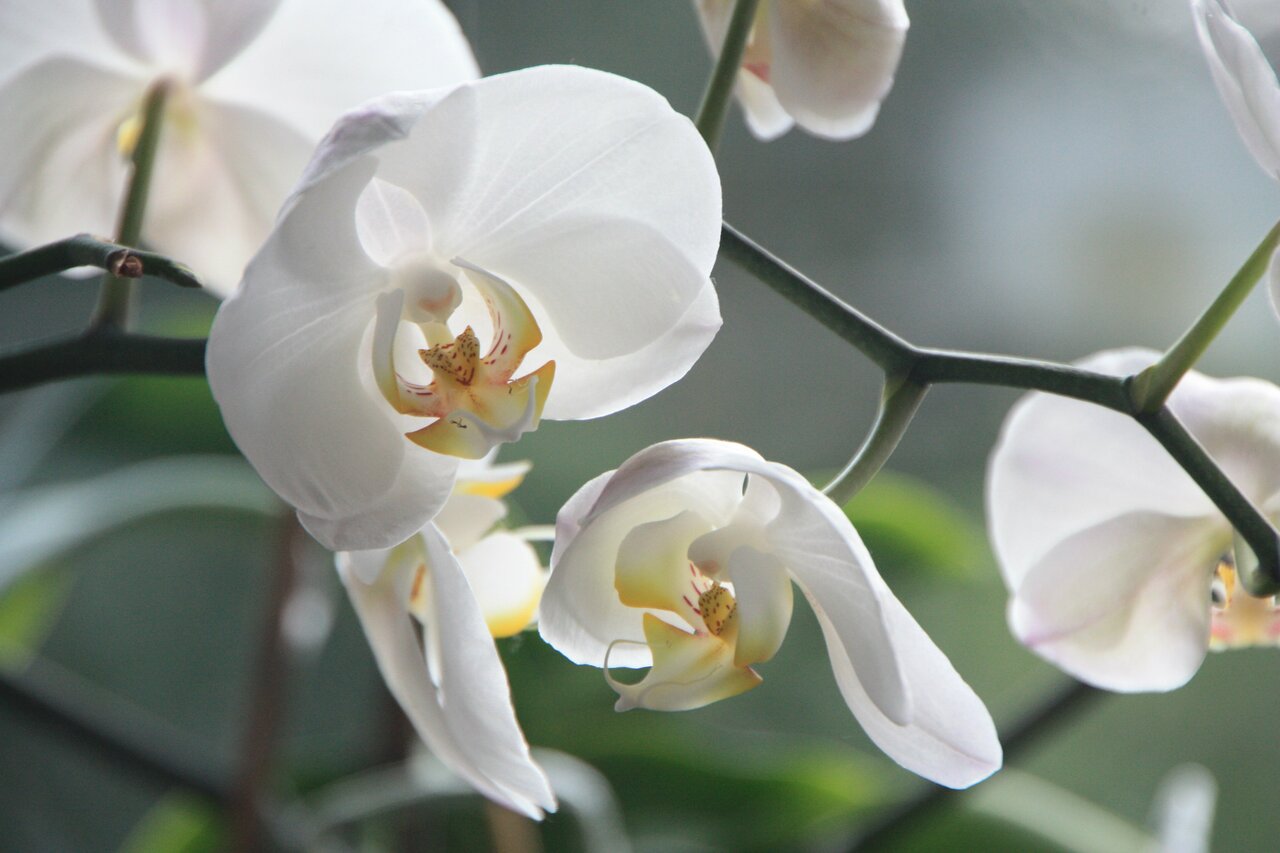 orchidea